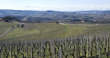 Üzüm bağları Langhe Hills, İtalya