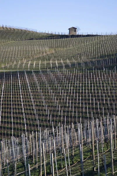 Winnice wzgórz Langhe, Włochy — Zdjęcie stockowe