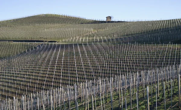 葡萄园的 Langhe 山，意大利 — 图库照片