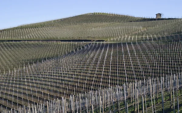 Vignobles des collines Langhe, Italie — Photo