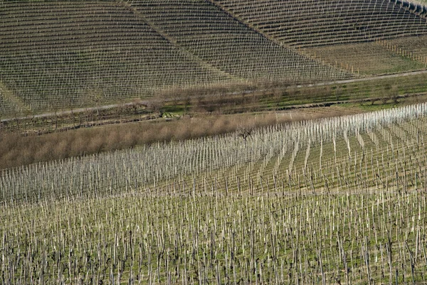 Winnice wzgórz Langhe, Włochy — Zdjęcie stockowe