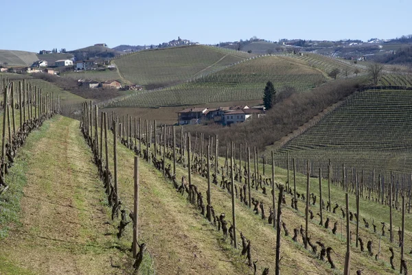 Wijngaarden van de heuvels van Langhe, Italië — Stockfoto