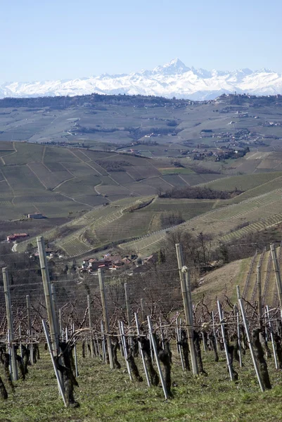 ランゲの丘陵地帯、イタリアのブドウ園 — ストック写真