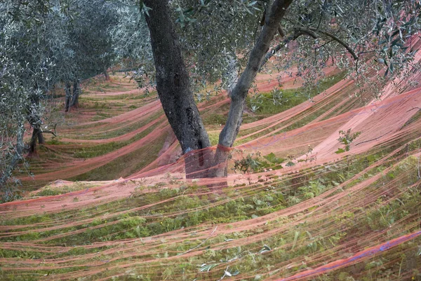 Harvest time in olive garden — Stock Photo, Image