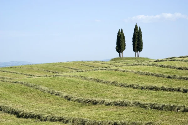 サイプレスの木、トスカーナ、イタリア — ストック写真