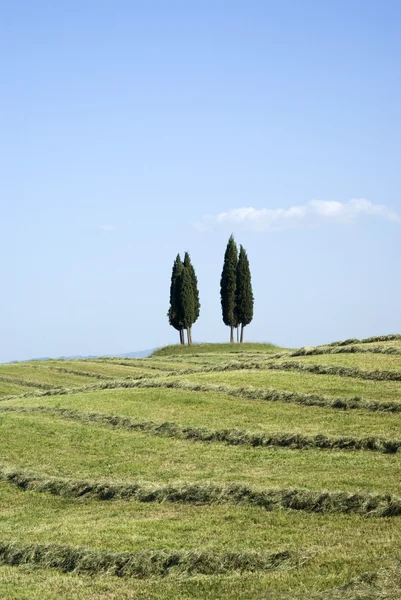 Cipreses, Toscana, Italia — Foto de Stock