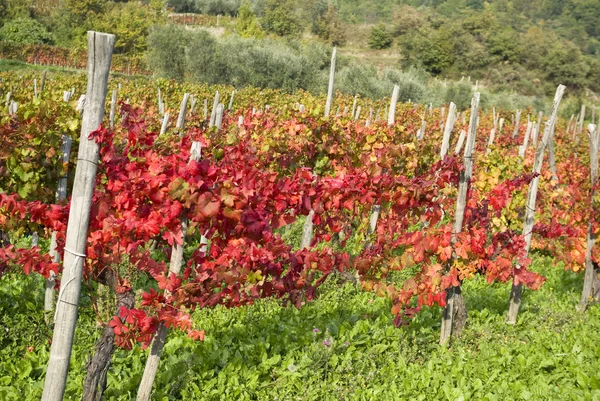 Viñedo en otoño — Foto de Stock