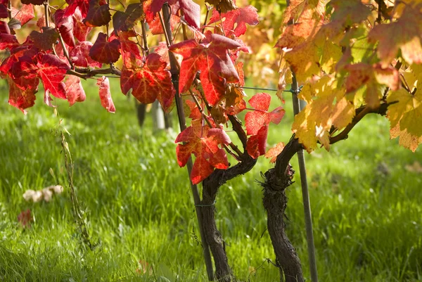 Höstens röda vinblad — Stockfoto