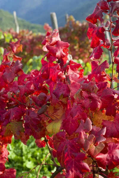 Красные осенние листья — стоковое фото