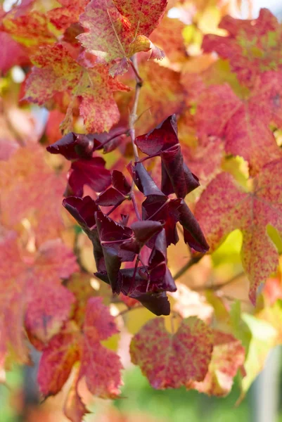 Red vine autumn leaves — Stock Photo, Image