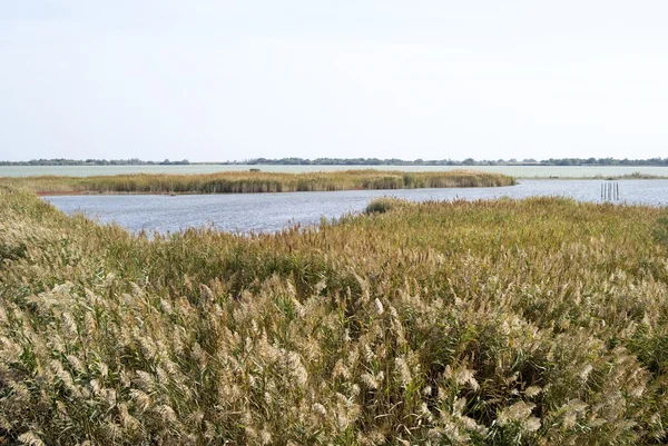 Camargue wild landschap aan herfst — Stockfoto