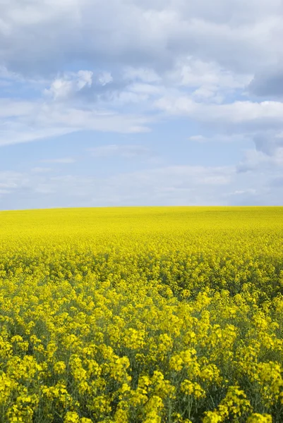 Bright yellow field of rapeseed in Ukraine — Stock Photo, Image