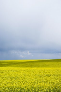 Kolza tohumu Ukrayna parlak sarı alan
