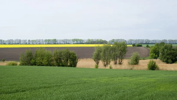 Krajobrazu rolniczego w Podolu regionu Ukrainy — Zdjęcie stockowe