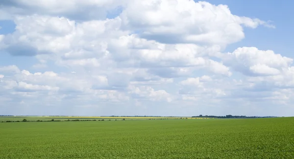 Rural landscape in Ukraine — Stock Photo, Image