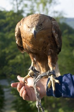 Falconer eğitmen ile kartal