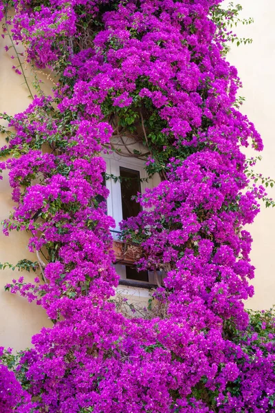 Flores Buganvillas Flor Alrededor Una Fachada Casa Imperia Casco Antiguo — Foto de Stock