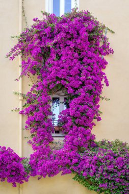 Bougainvillea çiçekleri Imperia 'nın eski bir kasabası olan Liguria bölgesinde, İtalya' nın ön cephesinde çiçek açıyor.