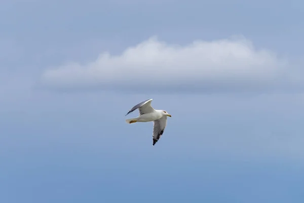 Eine Ausgewachsene Gelbfußmöwe Fliegt Über Den Blauen Himmel Und Die — Stockfoto