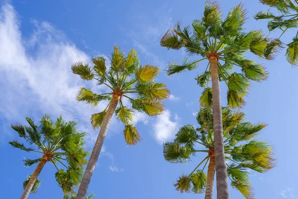 Palm Trees Blue Sky — Stock Photo, Image