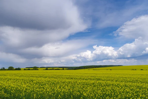 Oilseed Rape Field Podilski Tovtry National Nature Park Podolia Region — Stock Photo, Image