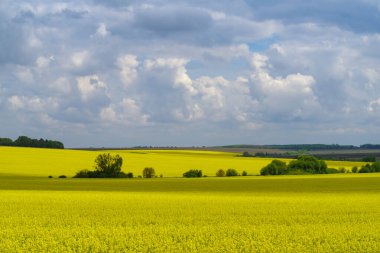 Petrol çekirdeği tecavüz alanı, Podilski Tovtry Ulusal Doğa Parkı, Ukrayna 'nın Podolia bölgesi