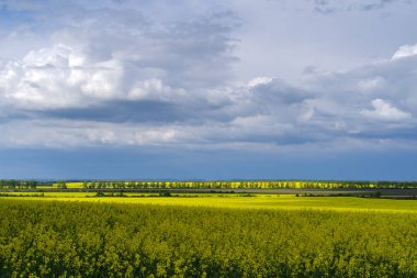 Petrol çekirdeği tecavüz alanı, Podilski Tovtry Ulusal Doğa Parkı, Ukrayna 'nın Podolia bölgesi