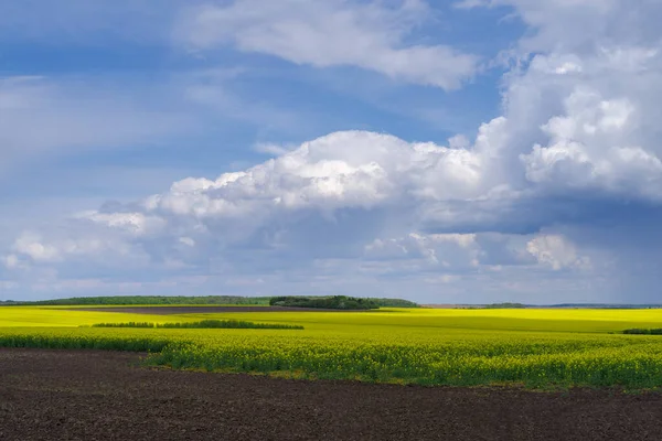 Bahar tarım arazisi, Podilski Doğa Koruma Alanı, Podilia Bölgesi, Güneybatı Ukrayna