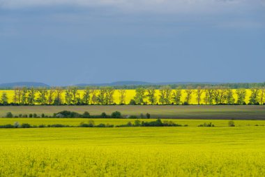Petrol çekirdeği tecavüz alanı, Podilski Tovtry Ulusal Doğa Parkı, Ukrayna 'nın Podolia bölgesi