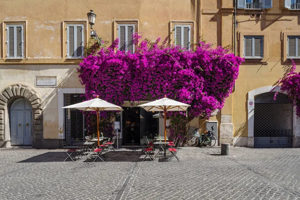 Rome Italy June 2021 Bougainvillea Flowers Bloom Facade House Rome — Foto de Stock