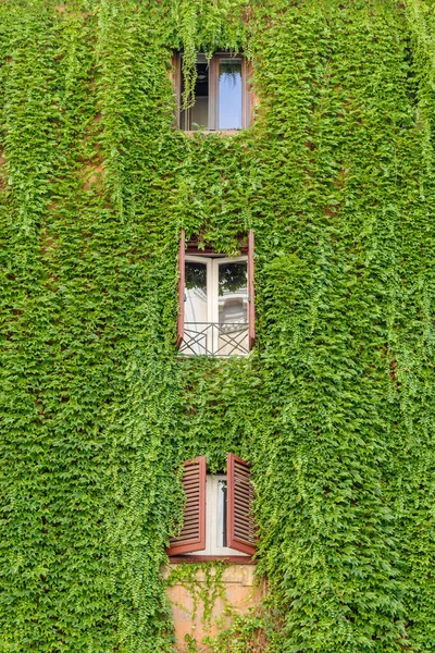 Hiedra Creciendo Pared Exterior Edificio Alrededor Las Ventanas — Foto de Stock