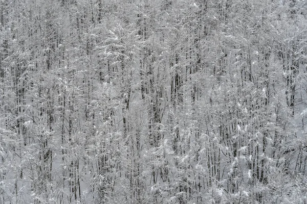 Возвышенный Вид Снежного Горного Леса — стоковое фото