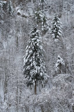 Karlı dağ ormanının yükselen manzarası