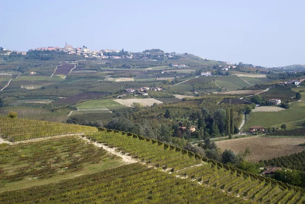 Виноградників на пагорбах регіоні Langhe — стокове фото