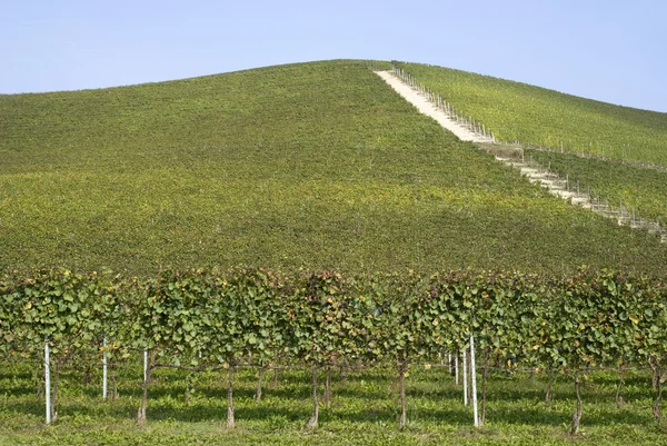 Wijngaarden op de heuvels van Langhe — Stockfoto