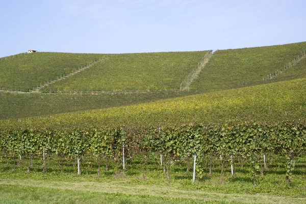 Vignobles sur les collines de Langhe — Photo