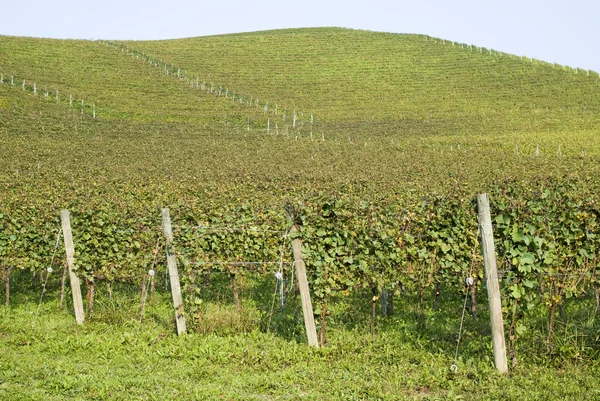 Vignobles sur les collines de Langhe — Photo