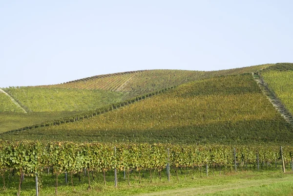 Wijngaarden op de heuvels van Langhe — Stockfoto
