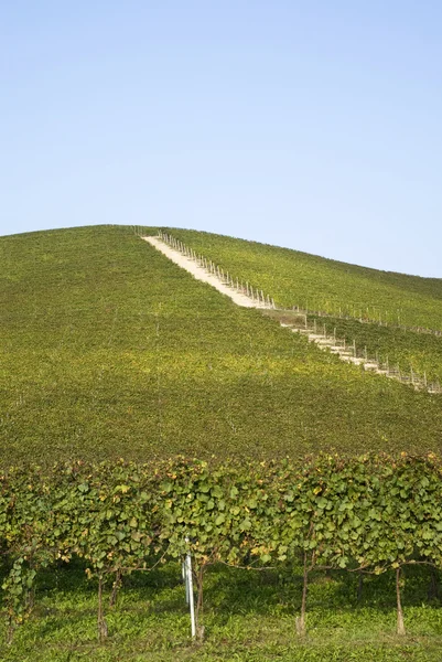 Langhe tepelerde üzüm bağları — Stok fotoğraf