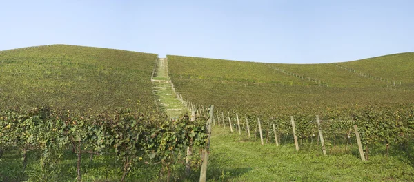 Winnice na wzgórzach Langhe — Zdjęcie stockowe