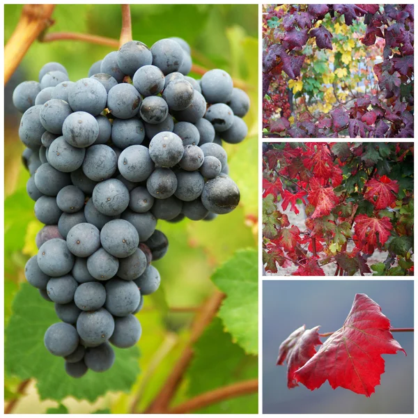 Winogrona i liści jesienią — Zdjęcie stockowe