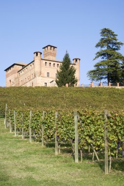 İtalya. Langhe Piedmont tepelerde üzüm bağları