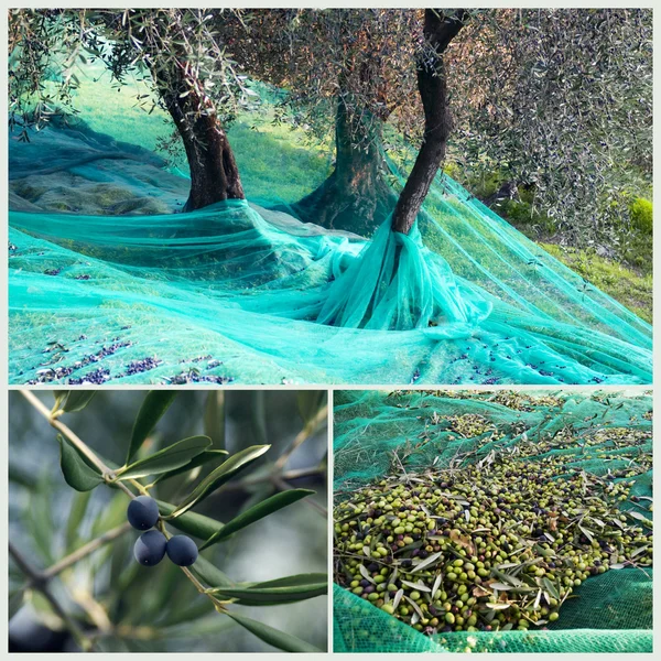 Zeytin bahçesinde hasat zamanı — Stok fotoğraf