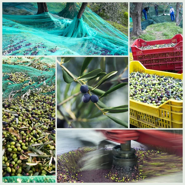 Tiempo de cosecha en el olivar —  Fotos de Stock