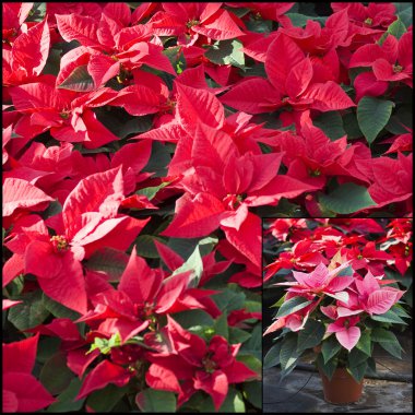 poinsettias sera içinde