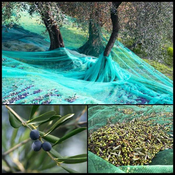 Tempo de colheita no jardim de azeitona — Fotografia de Stock