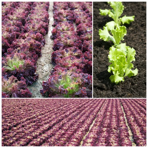 Salata verde în câmp — Fotografie, imagine de stoc