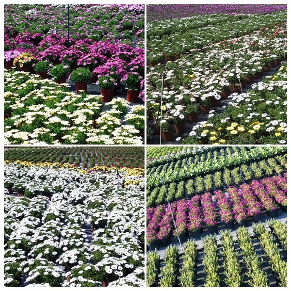 Commerciële planten groeien in kas — Stockfoto