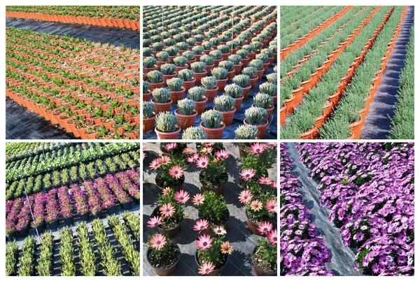 Plantas comerciais crescendo em estufa — Fotografia de Stock