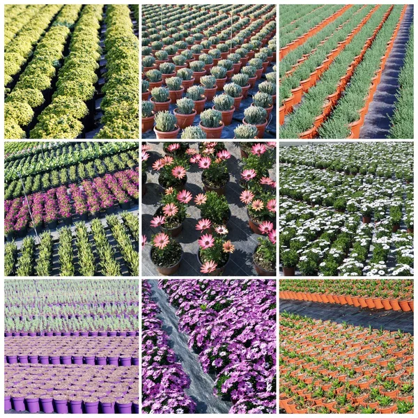 Plantas comerciais crescendo em estufa — Fotografia de Stock